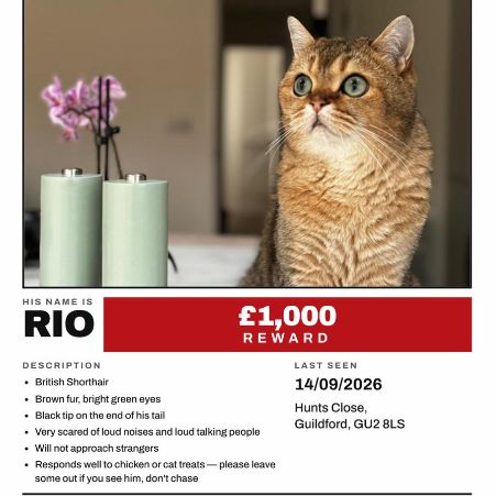 Missing British Short Hair Cats in Guildford