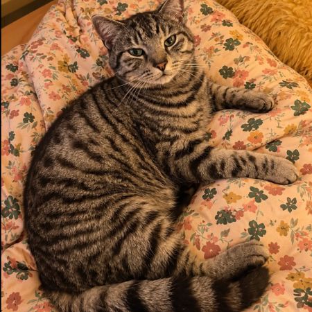 Missing Domestic Short Hair Cats in Dunsop Bridge