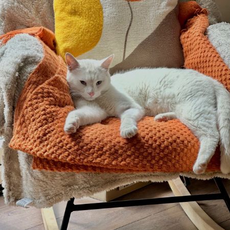 Missing Turkish Van Cats in Bradford