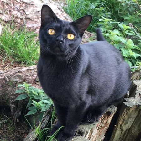 Missing Burmese Cats in Stonesfield