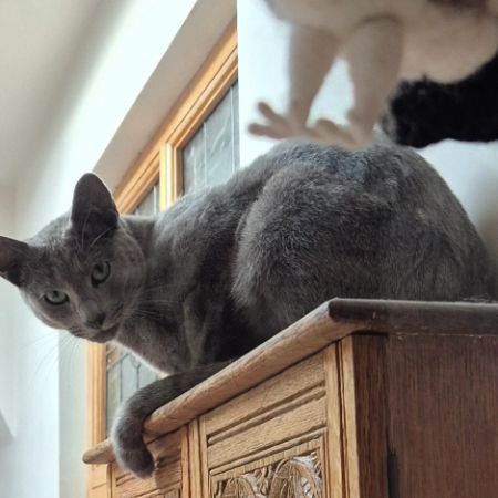Missing Russian Blue Cats in Tynemouth