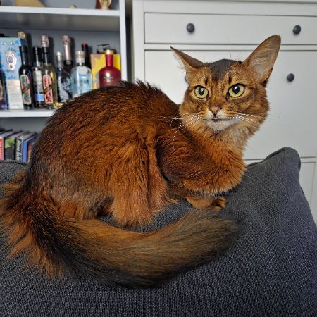 Missing Unknown - Other Cats in Leigh