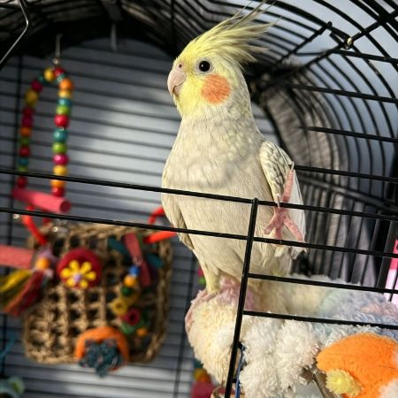 Missing Cockatiel Birds in Dagenham