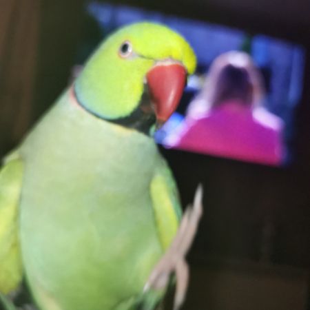 Missing Parrot, Parakeet Birds in Birmingham
