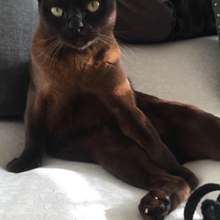 Missing Burmese Cats in Southsea 