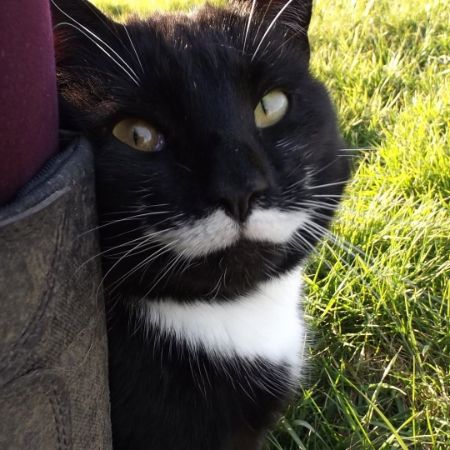 Missing British Short Hair Cats in Slapton