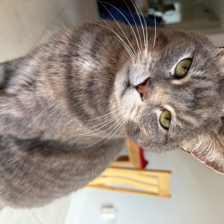 Missing Tabby Cats in Bishops Cleeve