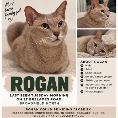 Missing Abyssinian Cats in Crawley 