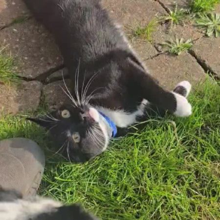 Missing Domestic Short Hair Cats in ROTHERHAM