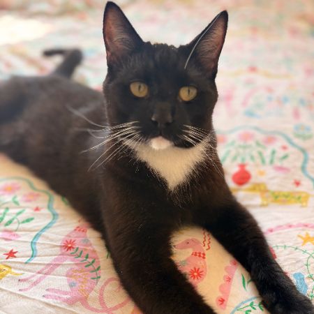 Missing Domestic Short Hair Cats in Hull