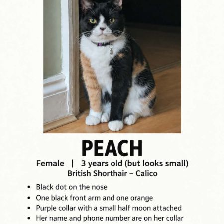 Missing British Short Hair Cats in Keswick, Norwich