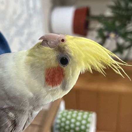 Missing Cockatiel Birds in Standish 
