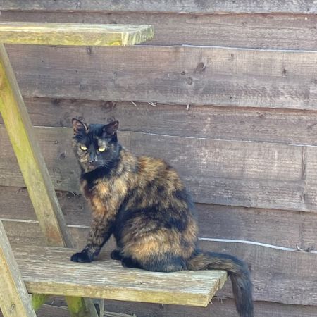 Missing Tortoiseshell Cats in Prestwich