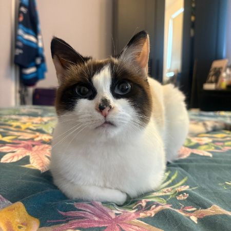 Missing Domestic Short Hair Cats in Bedworth