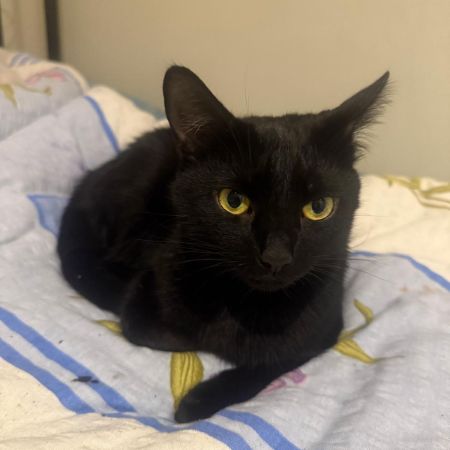 Missing Unknown - Other Cats in London