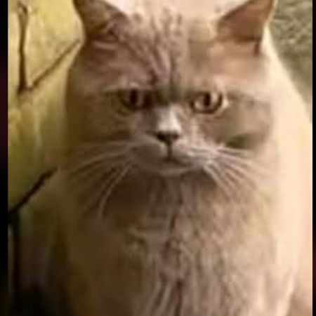 Missing British Short Hair Cats in Laindon