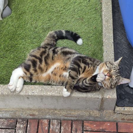 Missing Tabby Cats in Coventry