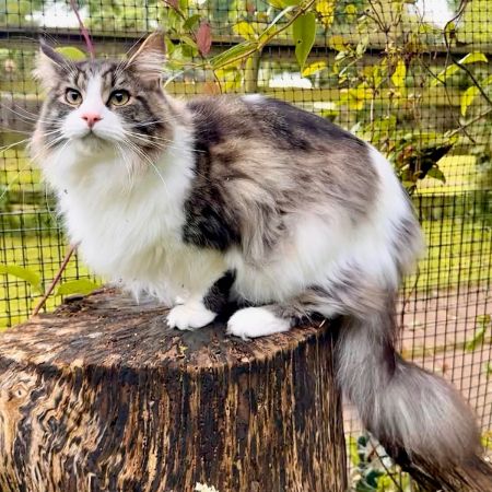 Missing Maine Coon Cats in Haltwhistle 