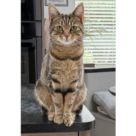 Missing Domestic Short Hair Cats in Crawley