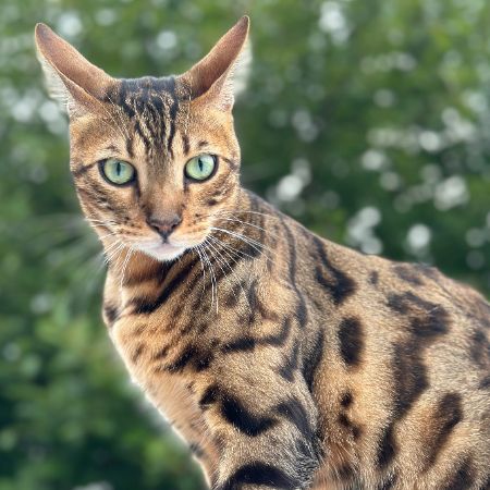 Missing Bengal Cats in Ashford