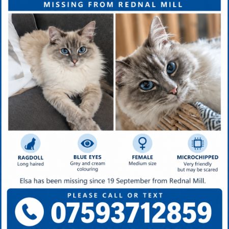 Missing Ragdoll Cats in West Felton