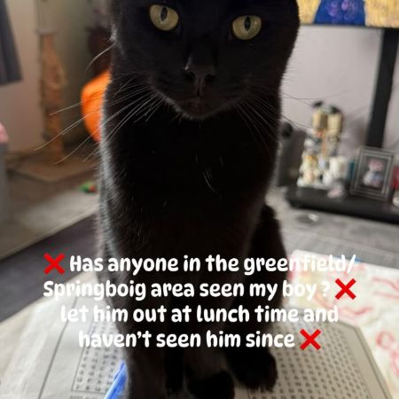 Missing Domestic Short Hair Cats in Springboig/Greenfield 