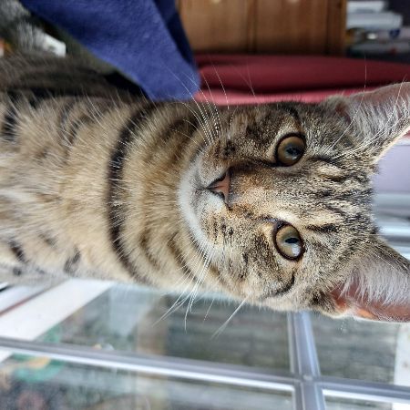 Missing Domestic Short Hair Cats in Winterborne Whitechurch 