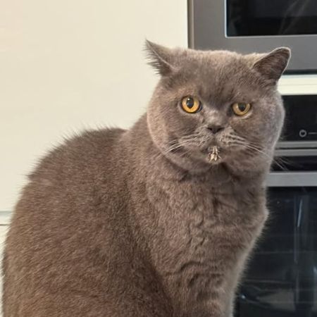 Missing British Short Hair Cats in Coventry