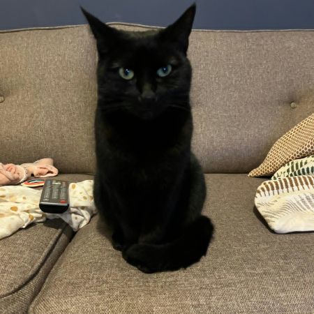Missing Unknown - Other Cats in Didcot