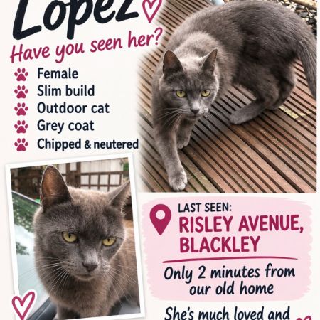 Missing Russian Blue Cats in Blackley 