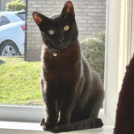 Missing Domestic Short Hair Cats in Stafford