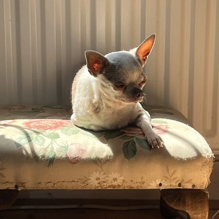 Missing Chihuahua Dogs in Holbeach Drove, Spalding