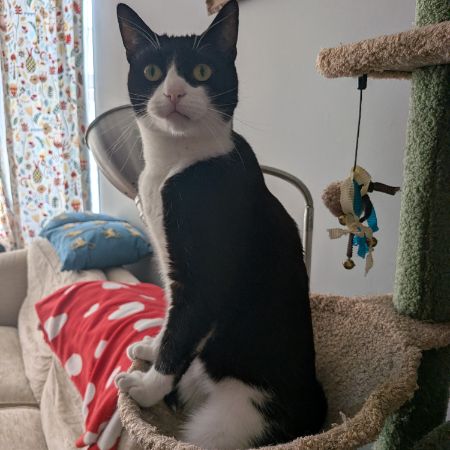 Missing British Short Hair Cats in Plymouth