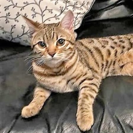 Missing Bengal Cats in Birmingham