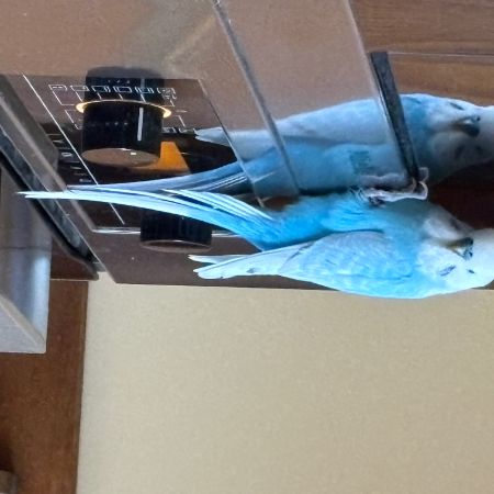 Missing Budgie Birds in Sutton St James 