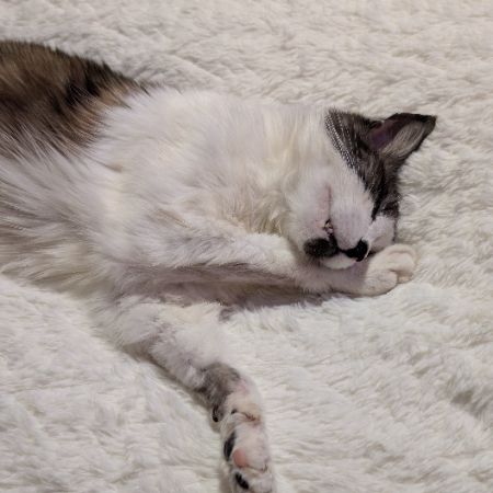 Missing Domestic Short Hair Cats in Beeston 