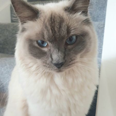 Missing Ragdoll Cats in BARNSTAPLE