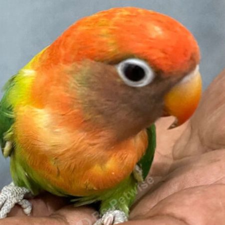 Missing Lovebird Birds in Birmingham