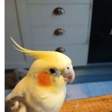 Missing Cockatiel Birds in Darlington