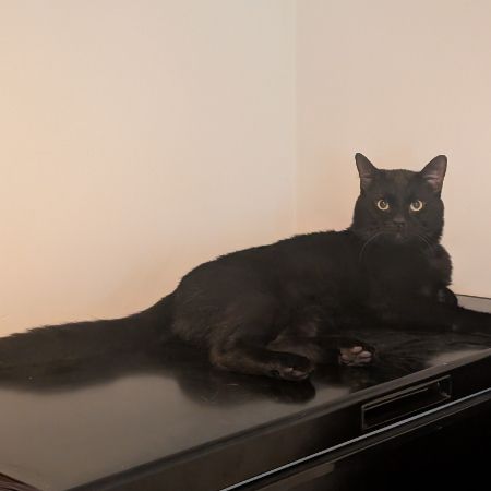 Missing Moggy Cats in Merton