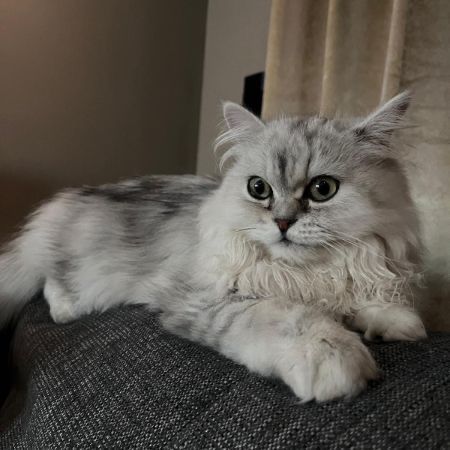 Missing Persian Cats in Earls Barton