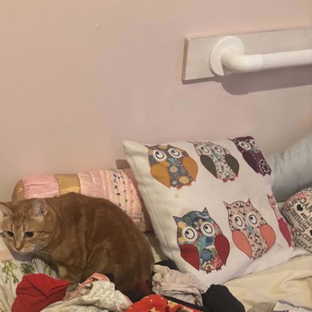 Missing Unknown - Other Cats in Waterlooville