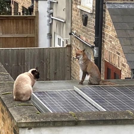 Missing British Short Hair Cats in Penge, London