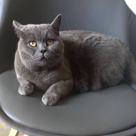 Missing British Short Hair Cats in Blandford 