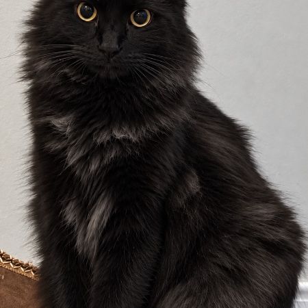 Missing Semi-Long Hair Cats in Manchester