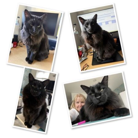 Missing Mixed Breed Cats in Dunmow