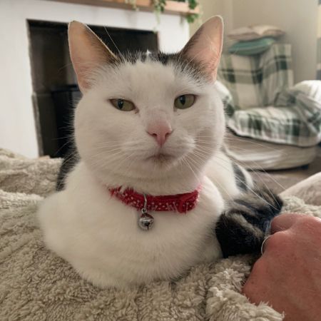 Missing Moggy Cats in Bradford Westgate Hill Street tong 