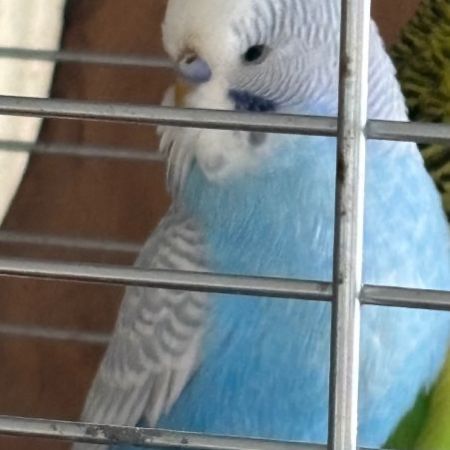 Missing Budgie Birds in Westbury 