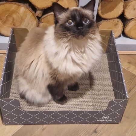 Missing Ragdoll Cats in Rubery