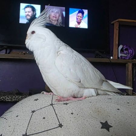 Missing Cockatiel Birds in STURMINSTER NEWTON